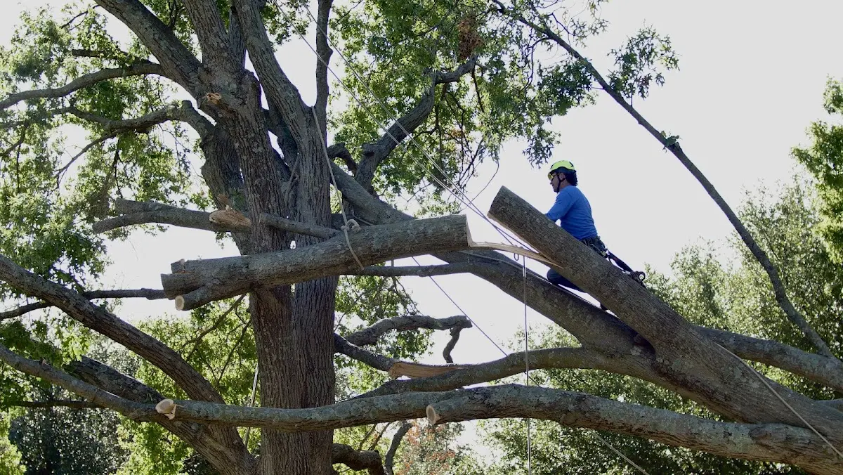 Professional Hazardous Tree Removal performed by certified arborists in Jasper